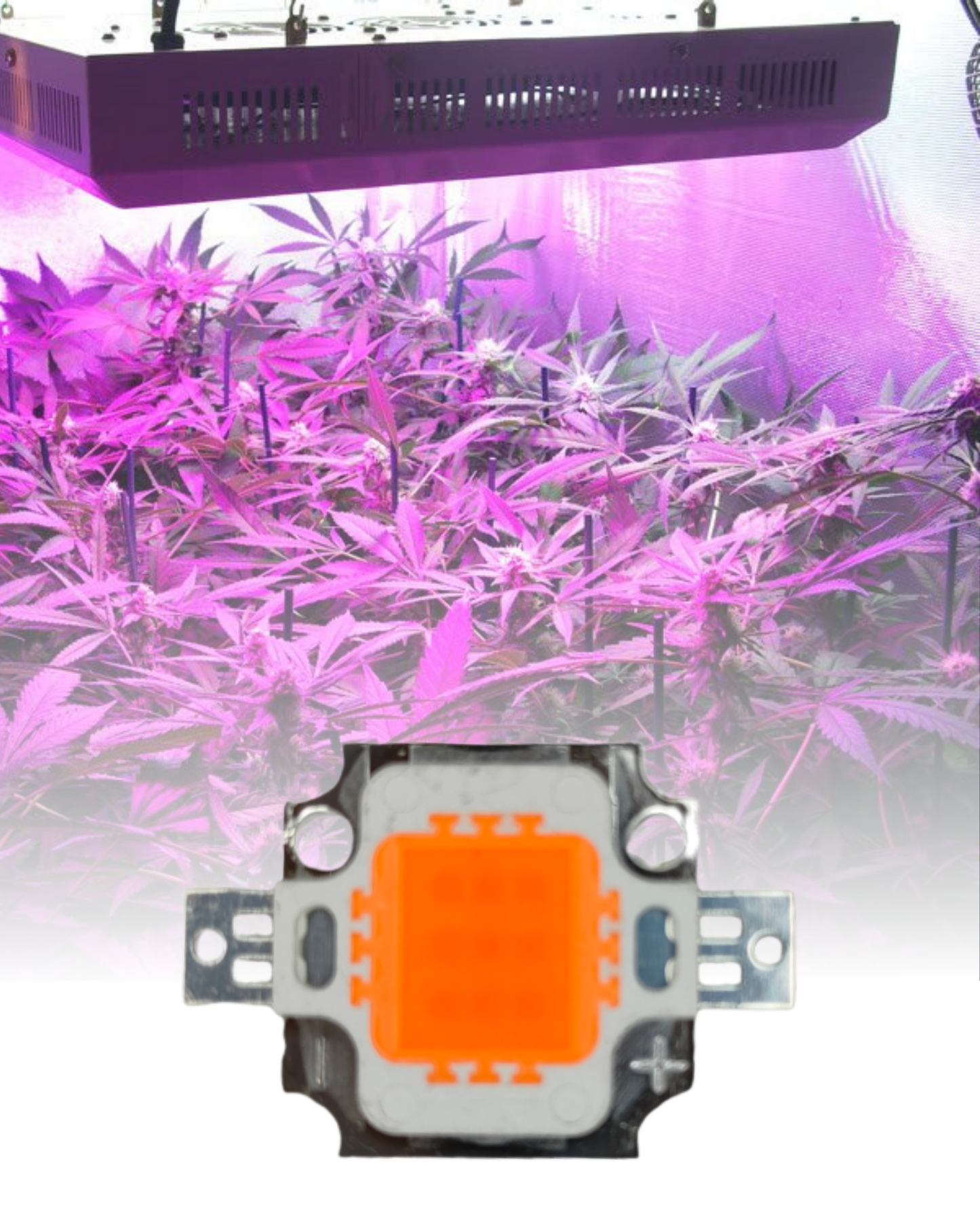 Chip LED de potencia 10w para Cultivo de plantas | Full spectrum | Espectro completo para invernadero