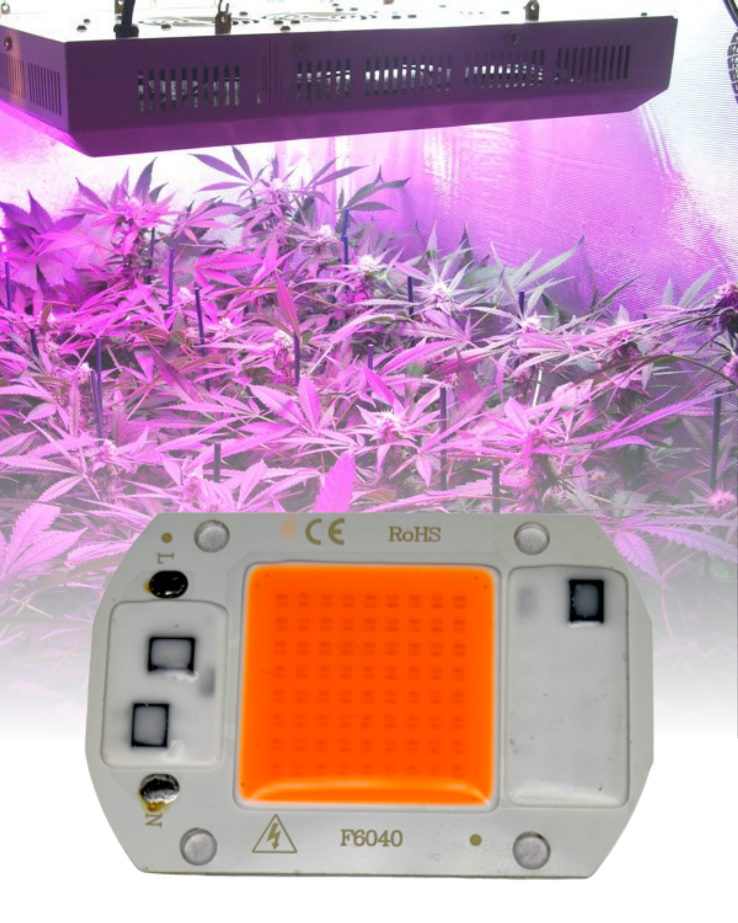 Chip LED de potencia 30W 6040 para Cultivo de plantas | Full spectrum | Espectro completo para invernadero