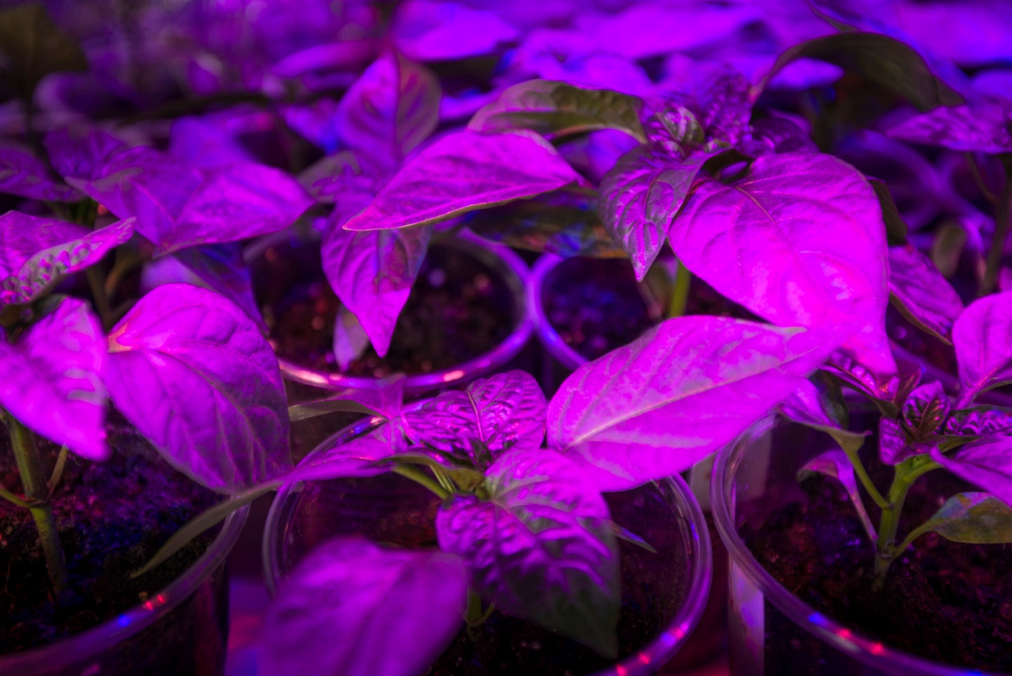 Chip LED de potencia 3w | Cultivo de plantas | Full spectrum | Espectro completo invernadero